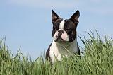 BOSTON TERRIER 344